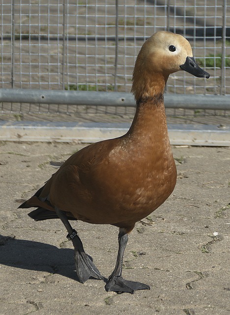 确定性